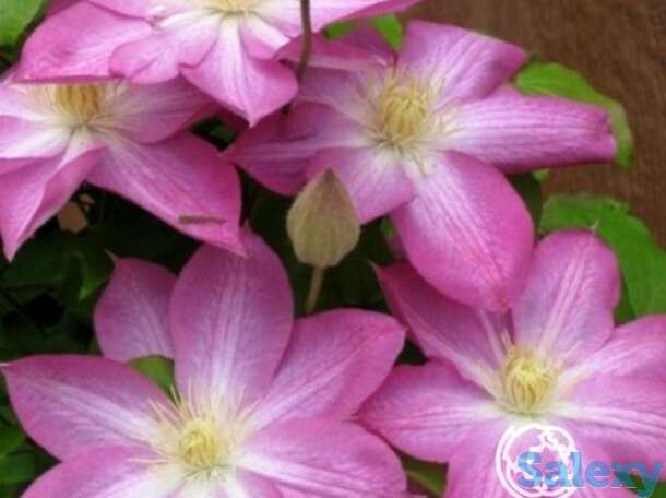 Клематис асао (2), фотография 1