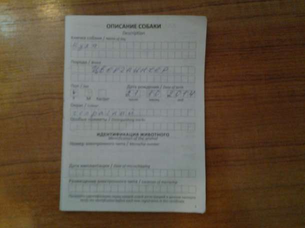 Привлекательная сучка, ищет симпатичного кобеля для вязки., фотография 4