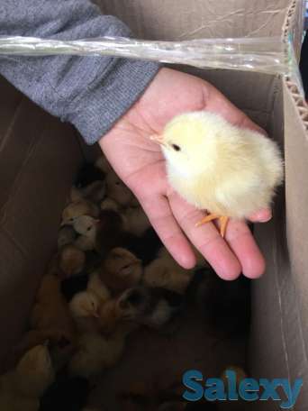 цыплята от домашних кур. балапан уйдін тауыктарынан, фотография 1