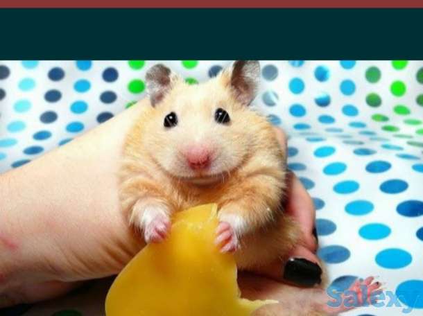 Куплю сирийских хомяков, фотография 1