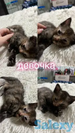 Отдам котят, фотография 3