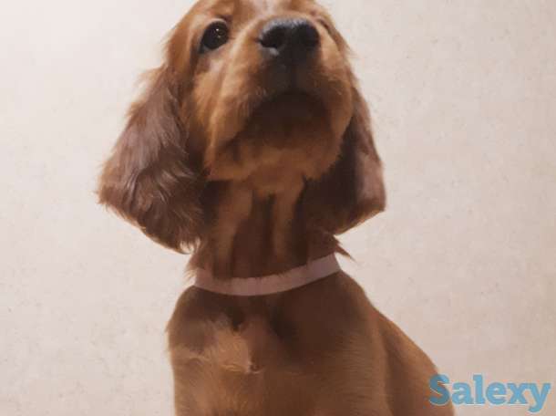 Щенки ирландского сеттера, фотография 4