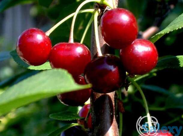 Вишня быстринка, фотография 1