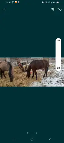 Продам лошадей жеребчик и кобылка обучены стоят на откорме кобылка жеребая 6месяца, фотография 6