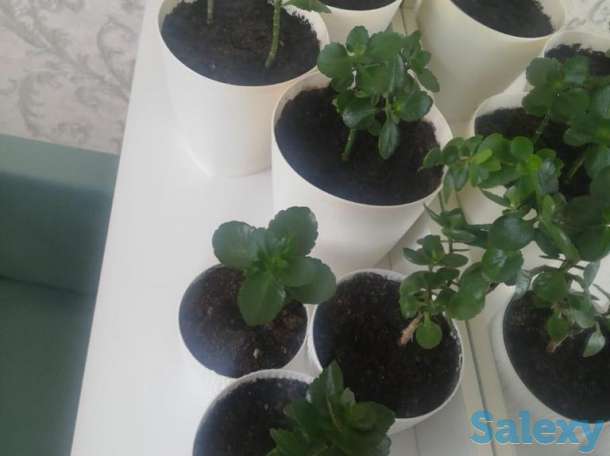 Продажа  комнатные цветы, фотография 5