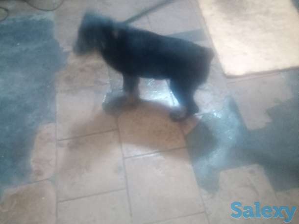 Продам щенка 3-х мес. Суку ротвейлер, фотография 5