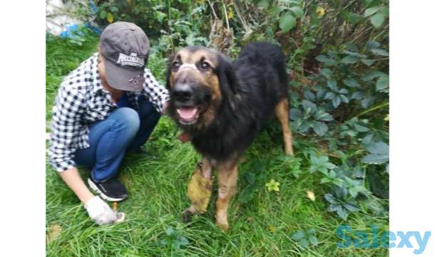 Отдам овчарку даром, фотография 3