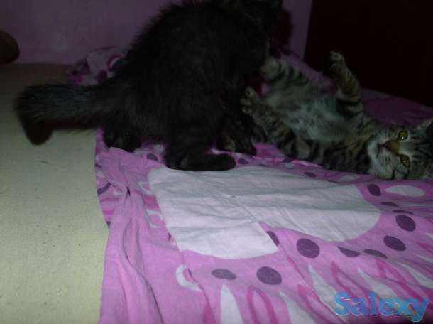 Отдам в добрые руки 2,5 месячного серого тигрового котёнка, девочку., фотография 12
