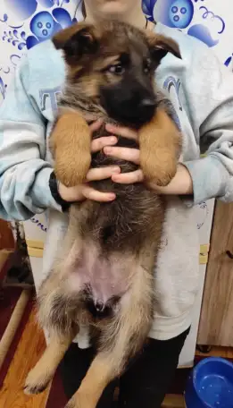 Щенки 100 немецкой овчарки, фотография 4