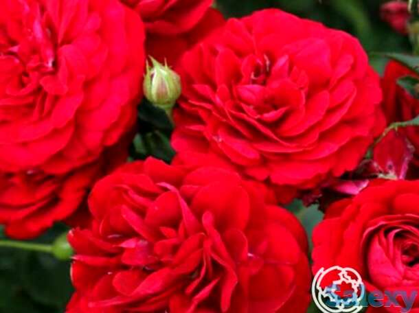 Роза бордо флорибунда, топалович, фотография 1