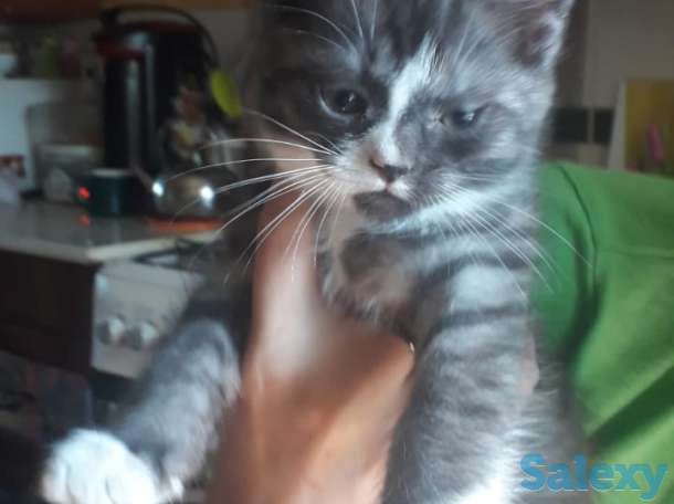 Отдам в хорошие руки, фотография 1