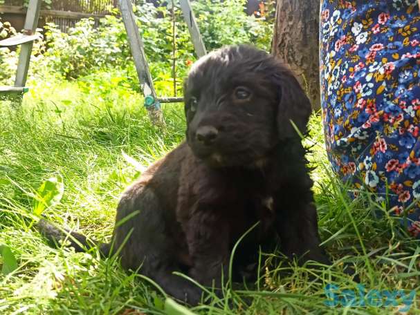 Отдам щенят, фотография 9