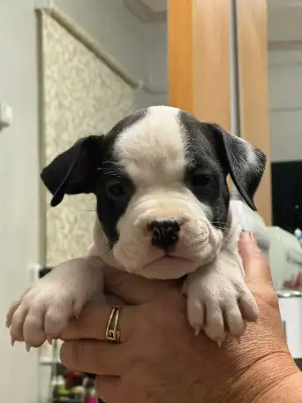 Щенки американского стаффордширского терьера, фотография 4