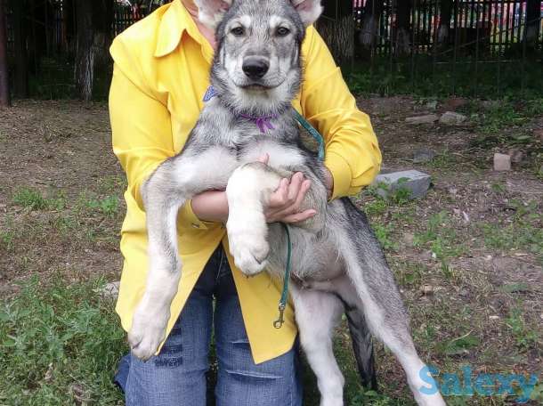 Щенки собаки Сарлоса (Saarloos Wolfdogs), фотография 3