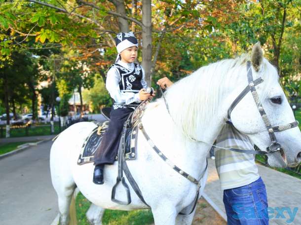 Конь, фотография 2