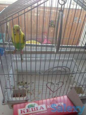 Продам попугая, фотография 1
