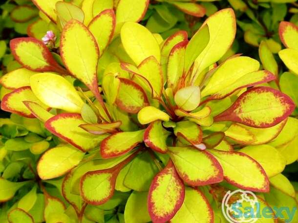 Барбарис мария., фотография 1