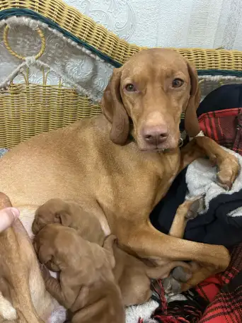 Щенки Венгерской выжлы, фотография 5