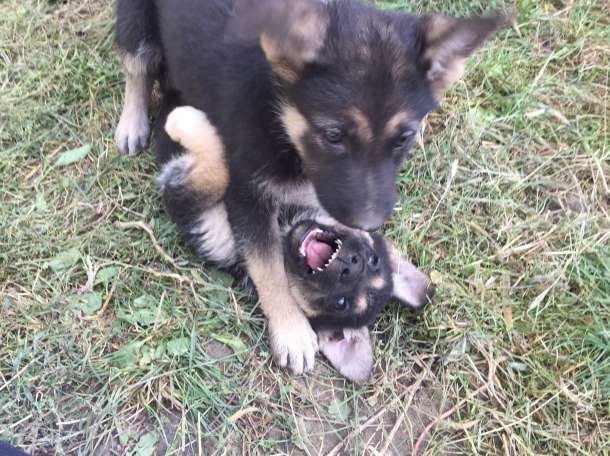 Продам щенков Восточно-Европейской овчарки, фотография 2