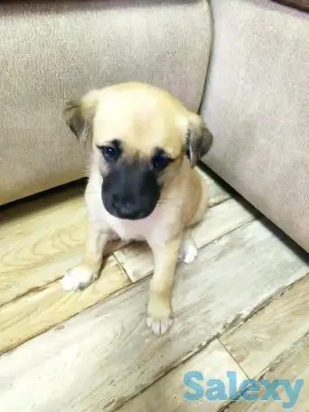 Отдадим щенков в добрые руки. Мать лайка.Девочки, от привитых родителей.  Будут крупными. Возраст 1,5 месяца. ., фотография 1