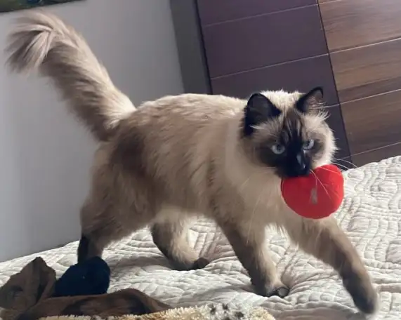 Прошу вернуть кошку за вознаграждение, фотография 1