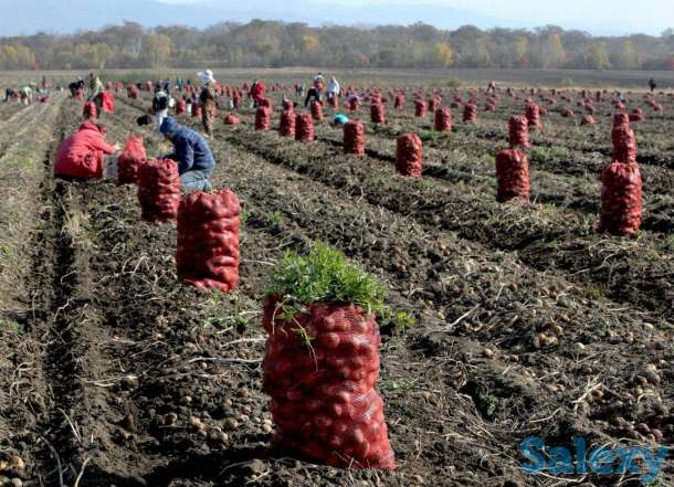 требуются уборщики свеклы картофеля огурцов в Долинку вахта., фотография 1