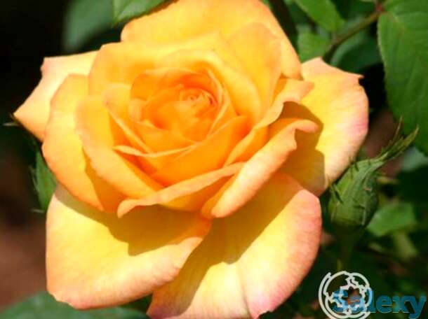 Роза голд медал чайно-гибридная, топалович, фотография 1