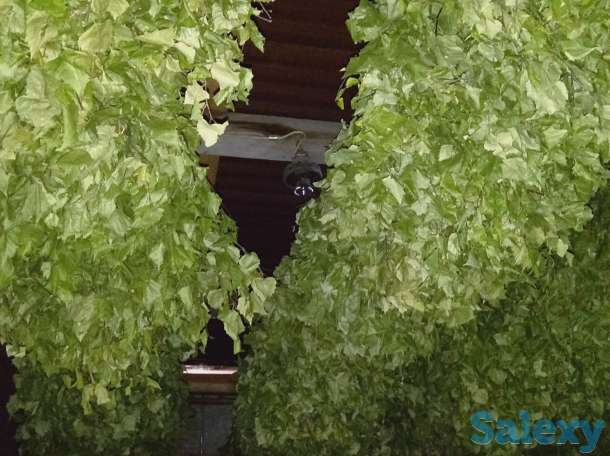 Продам банные веники, фотография 1