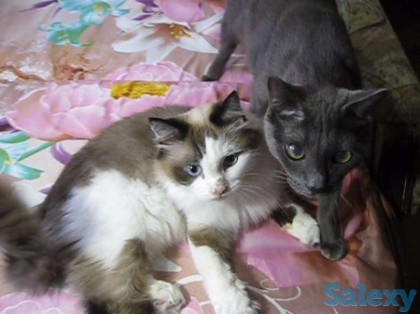 !!! Нужно спасать котов !!!, фотография 2