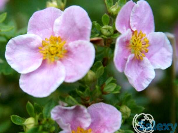 Лапчатка пинк квин, фотография 1