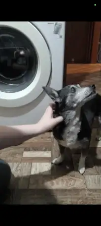 пропала собака, фотография 1