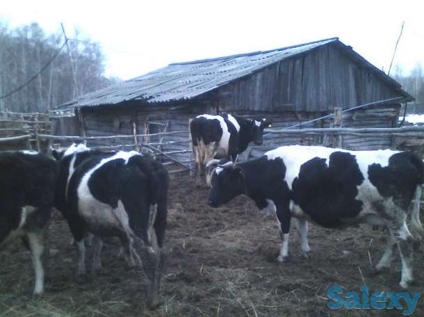 Молочные коровы, фотография 3