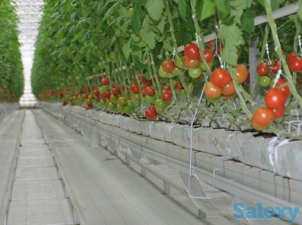 Современная турецкая теплица под ключ. Есть 4 варианта теплицы., фотография 2