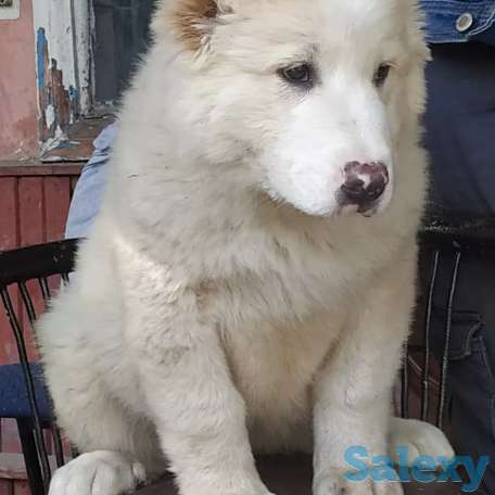 Щенки САО, фотография 1