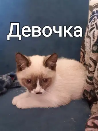 Кошки, фотография 6