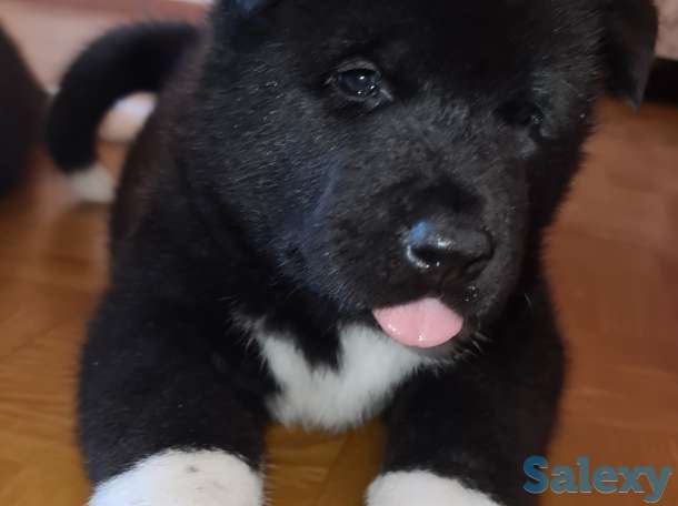 Щенки американской акиты, фотография 2