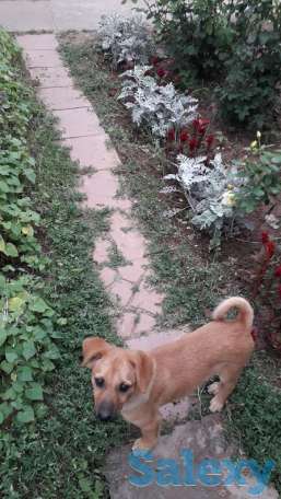 продам или обменяю частный дом, фотография 6