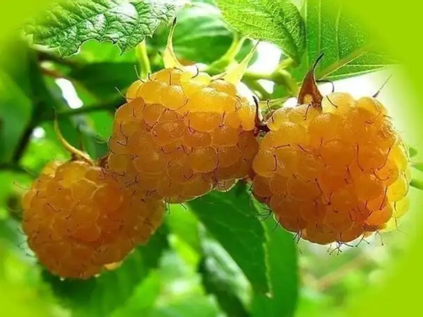 продаю лилию Марлен, кипрей, многолетние цветы, малину, вишню, сливу и др., фотография 8