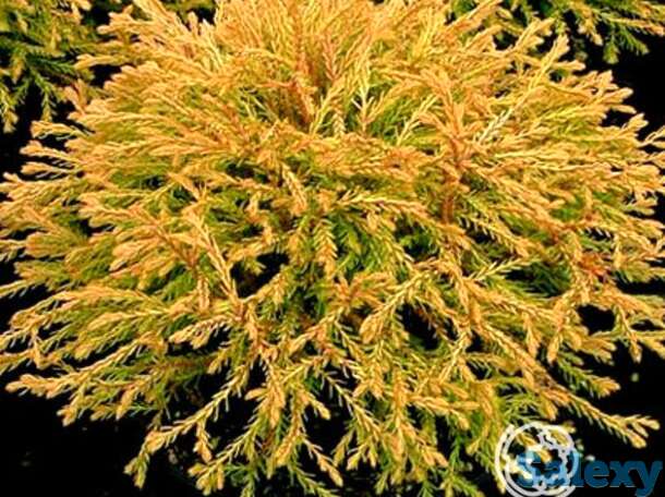 Туя западная Голден Таффет, фотография 1