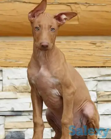 Фараонова собака щенки, фотография 2