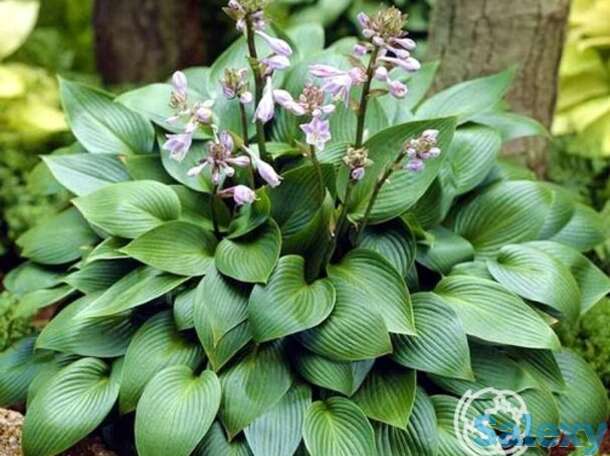 Хоста девон грин (m), фотография 1