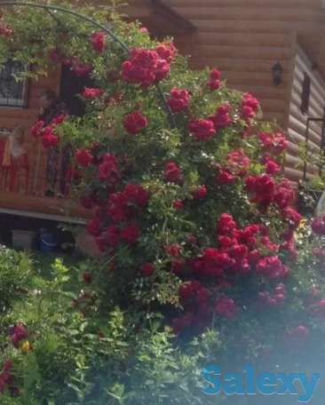 Саженцы роз (вьющиеся и плетистые ). Сербия, фотография 2