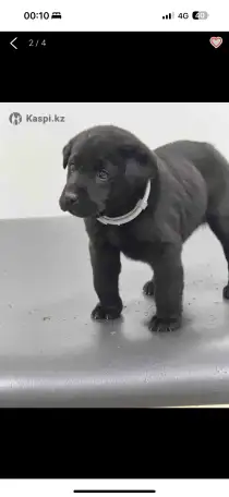 Лобрадор 6месяцев, фотография 1