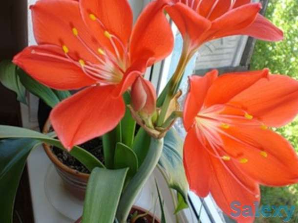 Комнатные цветы, фотография 5