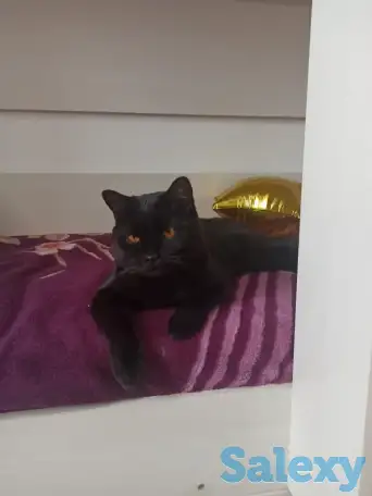 Отдам кота в хорошие руки, фотография 2