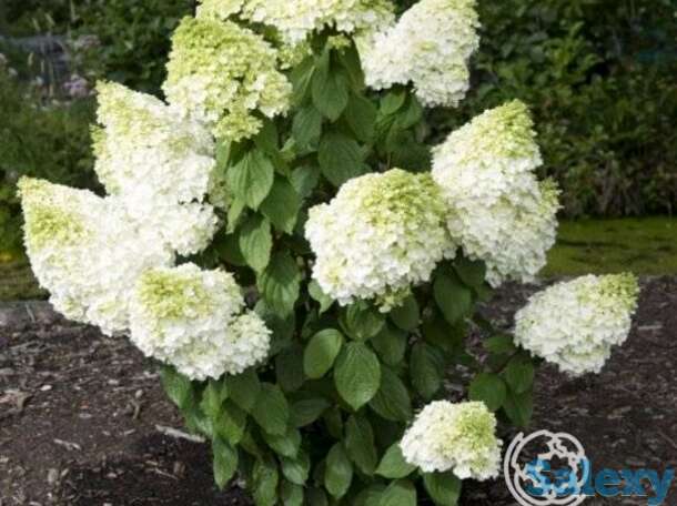 Гортензия мэджикал мунлайт, фотография 1