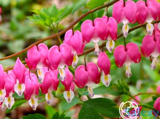 Дицентра Спектабилис, фотография 1