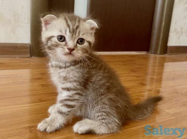 Котята вислоухие, фотография 8