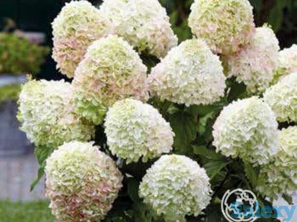 Гортензия саммер лав, фотография 1