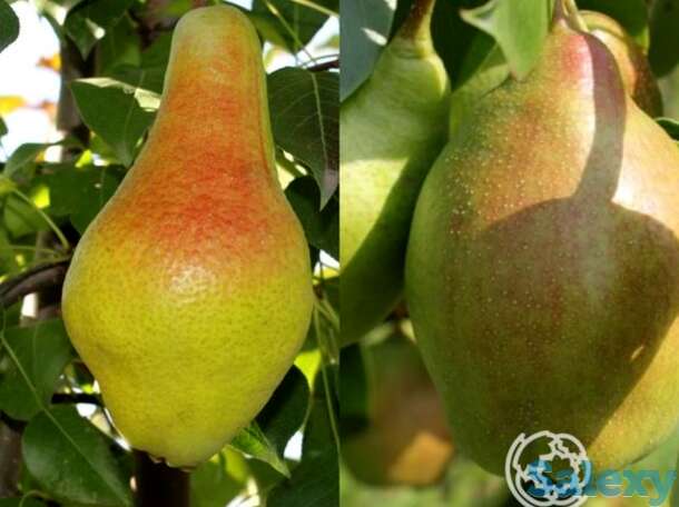 Груша 2 в 1: яковлевская/чудесница, фотография 1